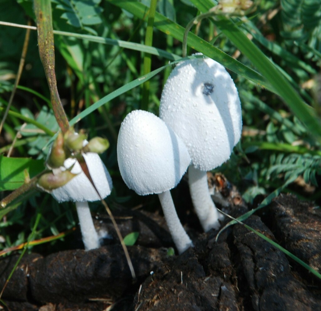 Coprinopsis nivea · August 2013 · photo: © naturalist25051 (iNaturalist, cc-by)