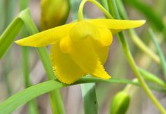 Calochortus amabilis