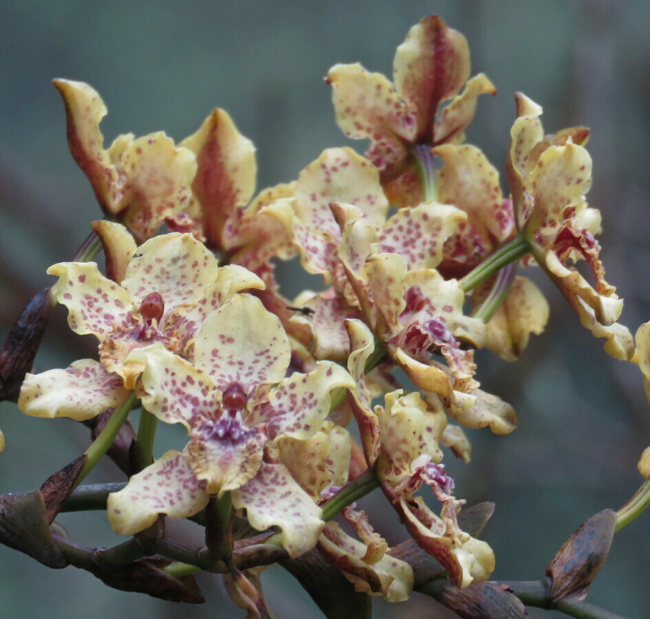 Cyrtochilum triphyllum