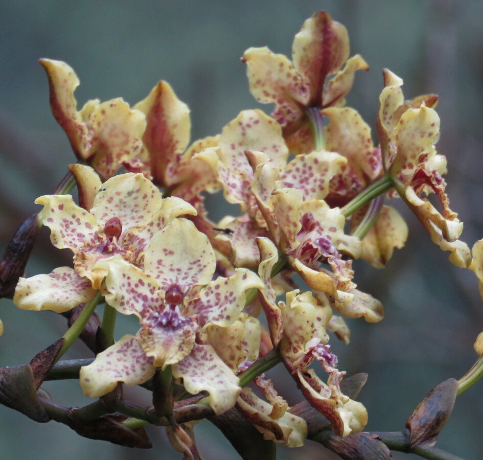 Cyrtochilum triphyllum (Ruiz & Pav.) Pupulin 2