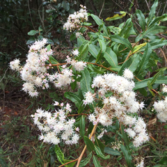 Vernonanthura polyanthes