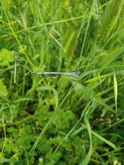 Platycnemis pennipes