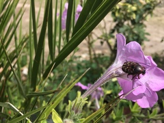 Euphoria leucographa