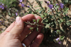 Verbena plicata