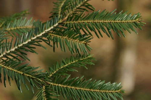 silver fir