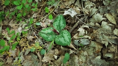 Trillium decumbens