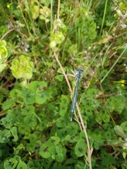 Platycnemis pennipes