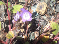 Phacelia divaricata