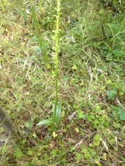 Piperia