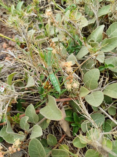 Photo of Small-winged Gay's Mantis (Coptopteryx gayi)