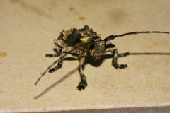 Idactus ellioti ellioti