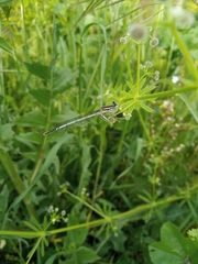 Platycnemis pennipes