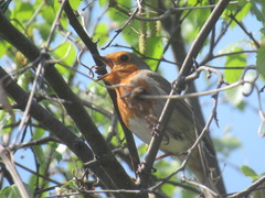 Erithacus rubecula