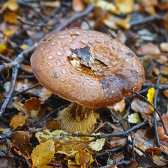 Cortinarius subcastanellus