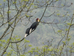 Rhyticeros undulatus