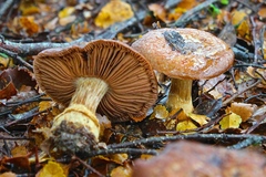 Cortinarius subcastanellus