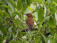 Micropternus brachyurus