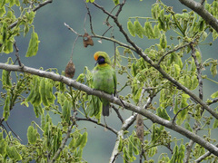 Chloropsis aurifrons