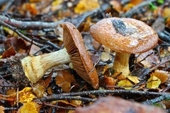 Cortinarius subcastanellus