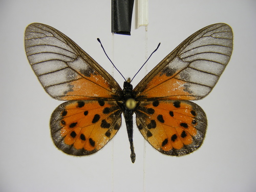 Kalinzu Amber