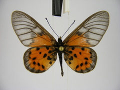 Acraea kalinzu