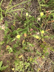 Calylophus