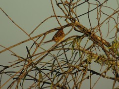 Schoeniophylax phryganophilus