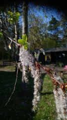 Populus