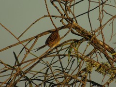Schoeniophylax phryganophilus