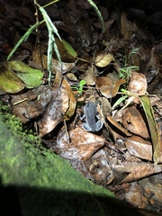 Leptobrachium hasseltii