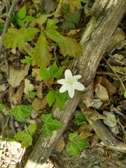Anemonoides trifolia