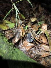 Leptobrachium hasseltii