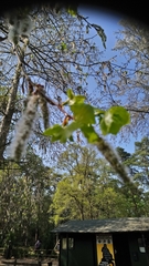 Populus