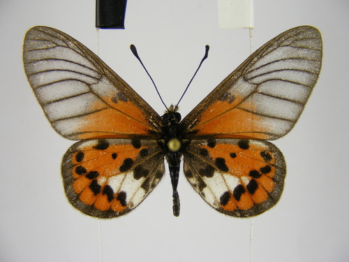 Kalinzu Amber