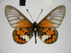 Acraea kalinzu