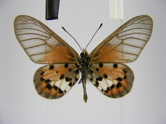 Acraea kalinzu