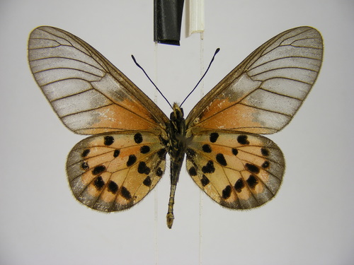 Kalinzu Amber