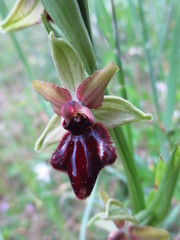 Ophrys sphegodes atrata