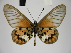 Acraea kalinzu