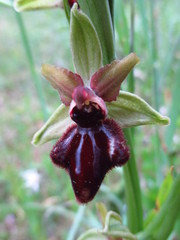 Ophrys sphegodes atrata