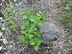 Urtica dioica