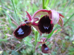 Ophrys bertolonii bertolonii