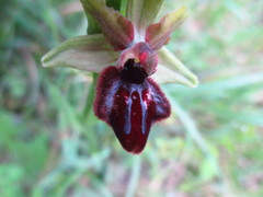 Ophrys sphegodes atrata