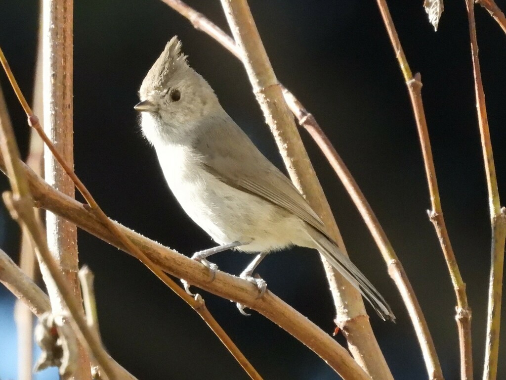 San Diego Titmouse