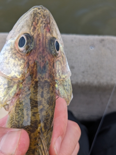 Blue pike (Sander vitreus) — Percidae — 5