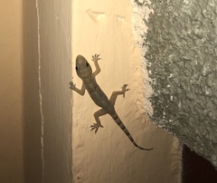 Hemidactylus mabouia