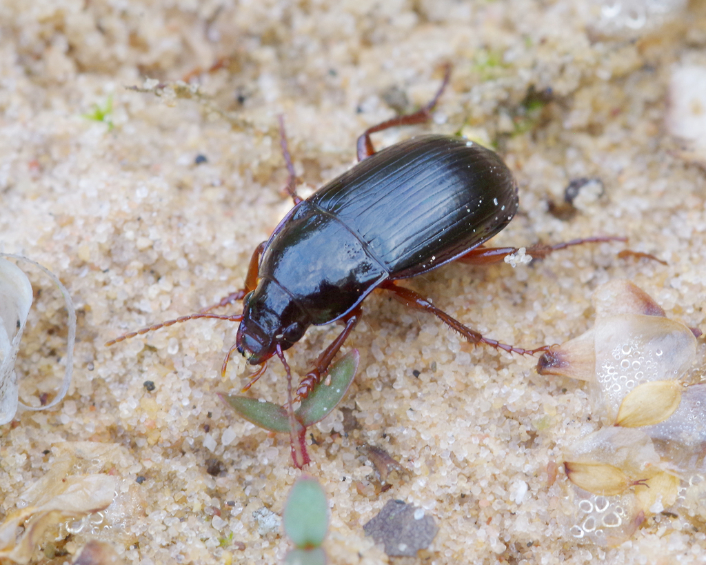 Amara equestris