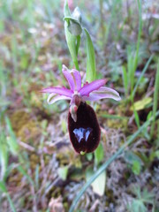 Ophrys bertolonii bertolonii