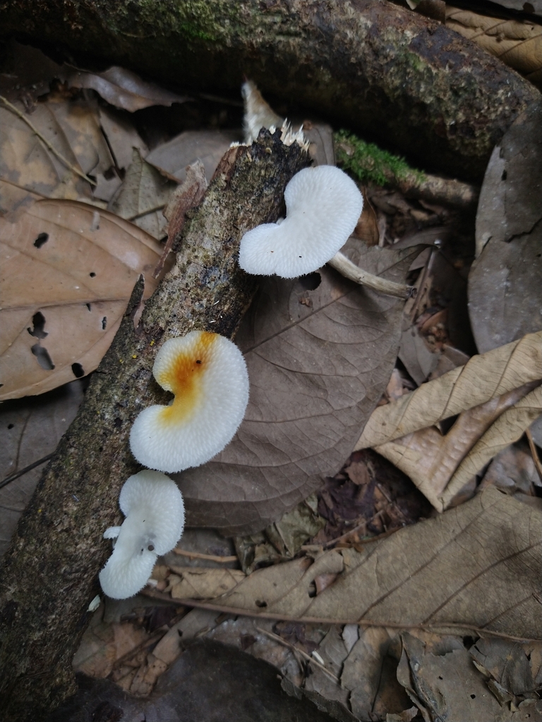 Favolus reniformis · February 2024 · photo: © paganka (iNaturalist, cc-by-nc)