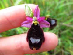 Ophrys bertolonii bertolonii